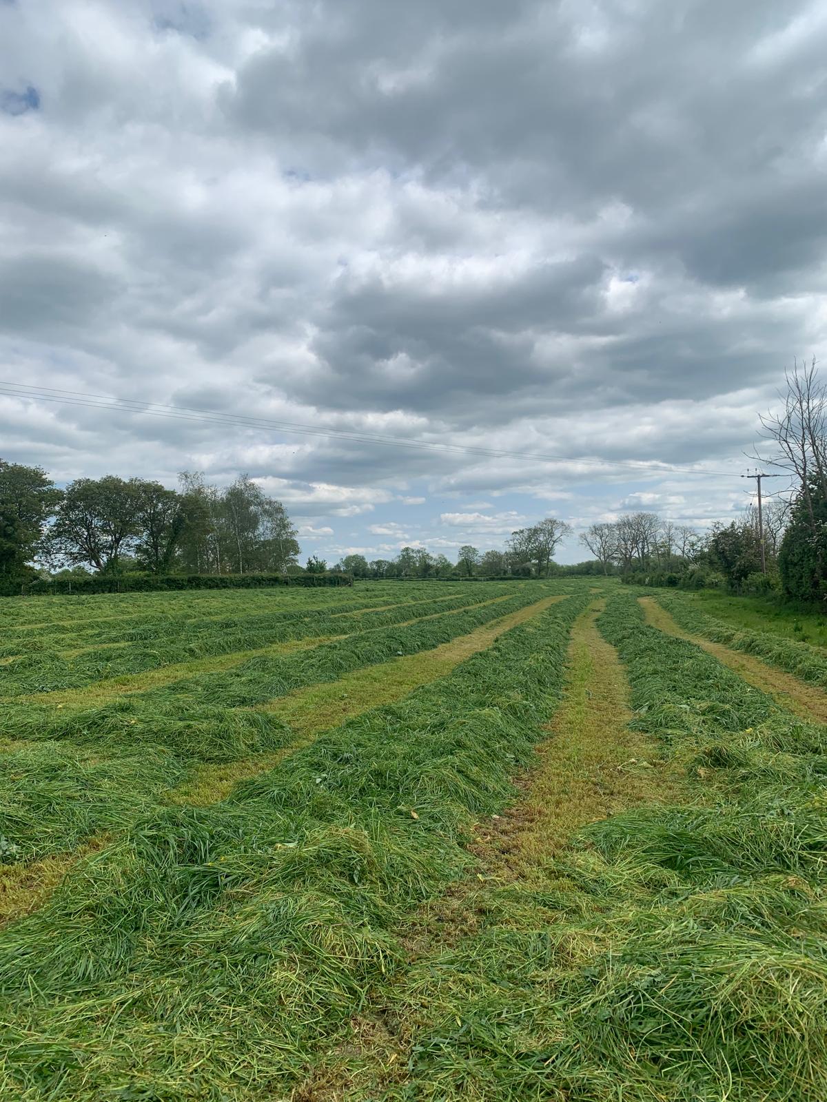 Understanding Fresh Grass Sample Results - Farm Consultancy